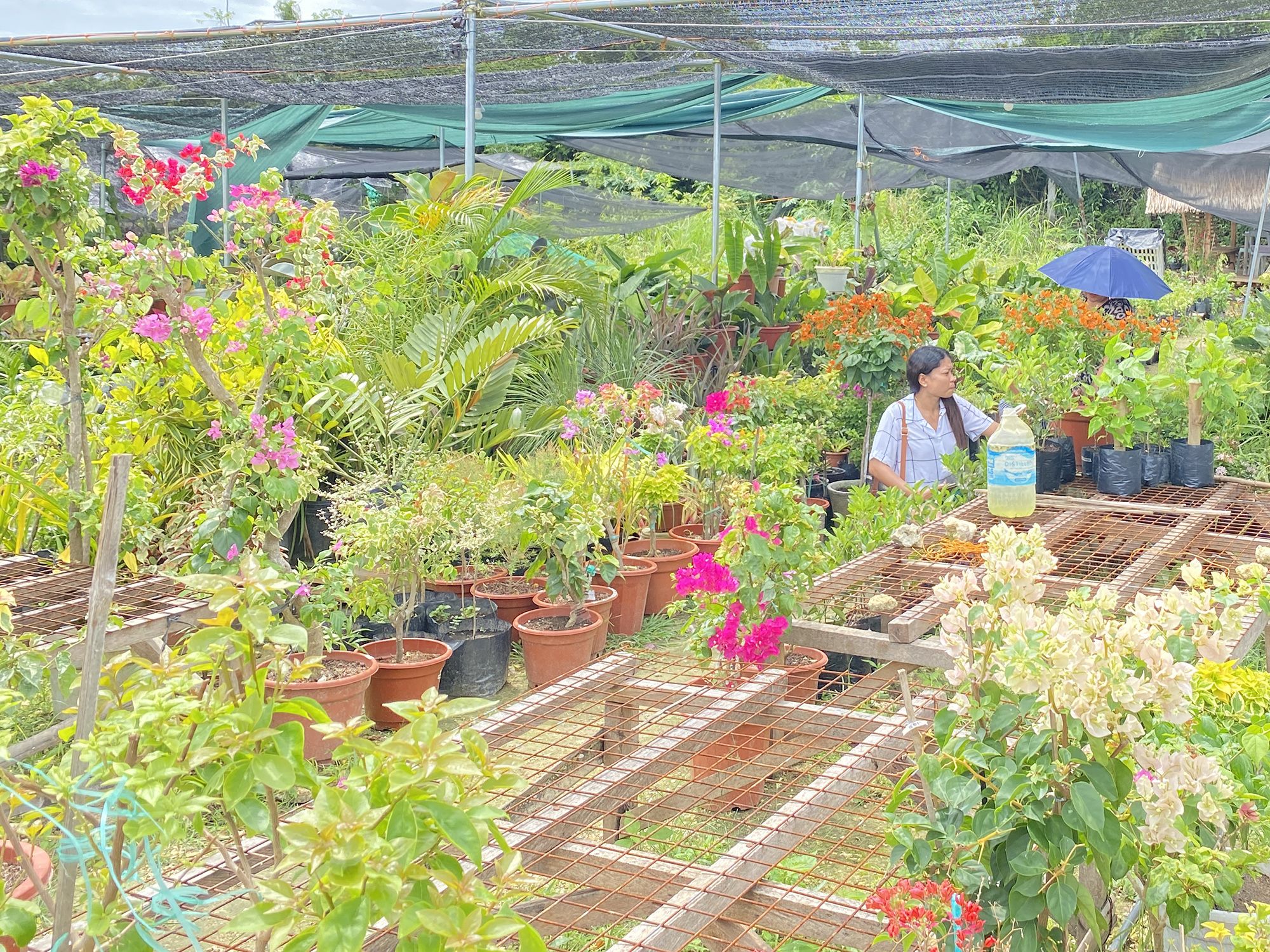 Buying plants in Tagbilaran