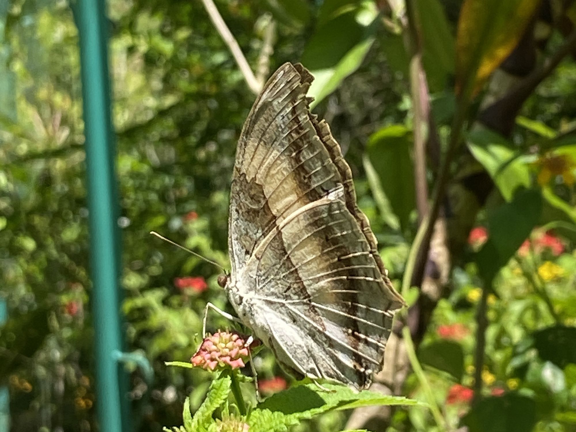 butterfly-sanctuary