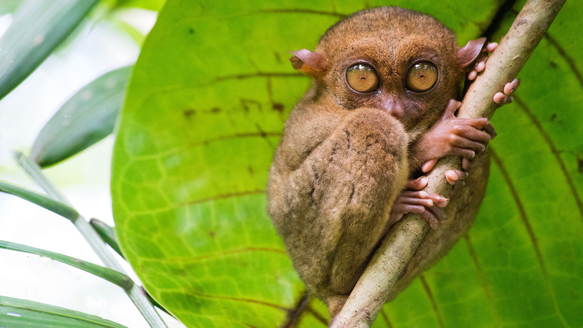 Tarsier. Bohol island. Philippines