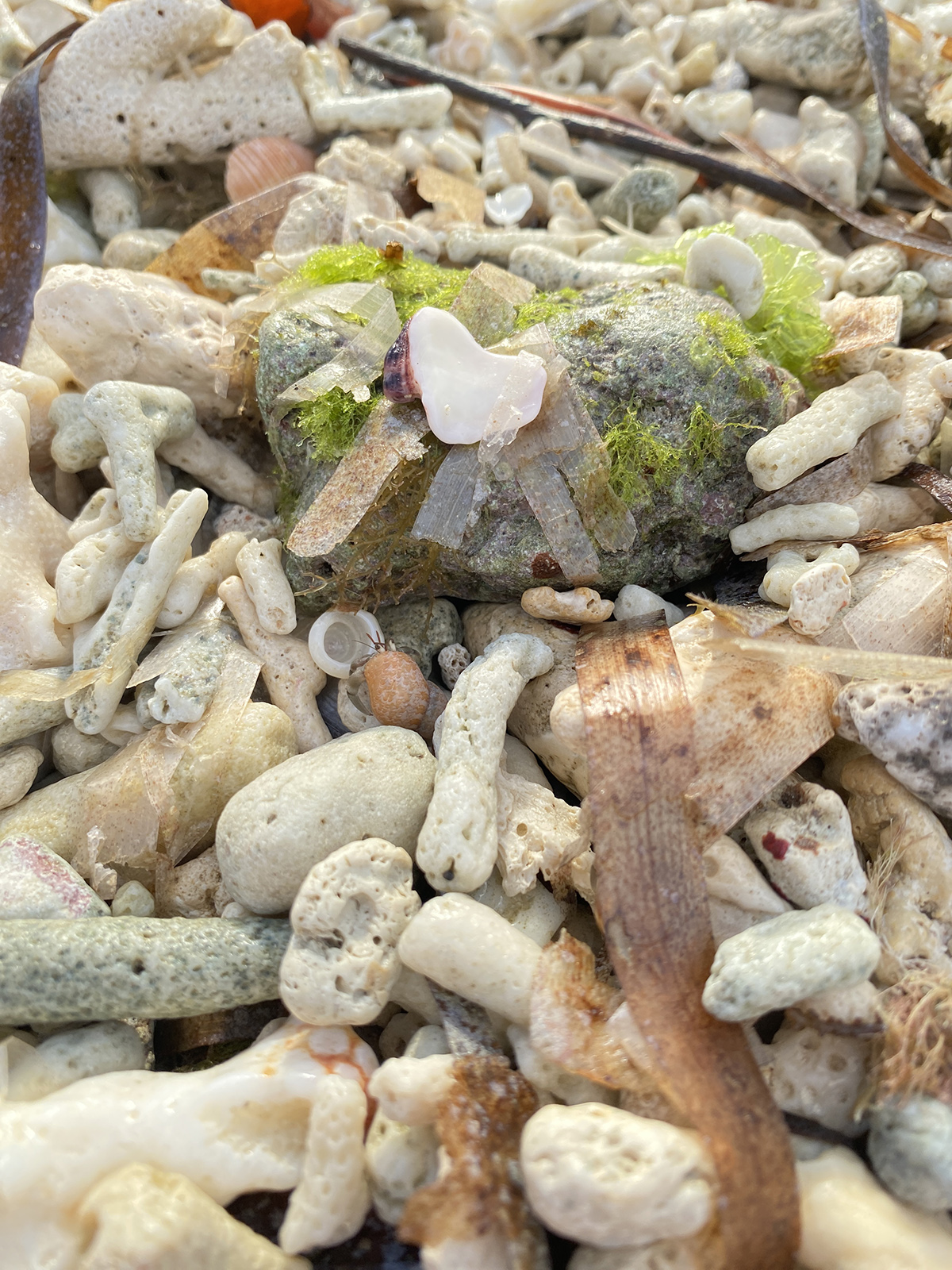 finding shells on Cabilao Island