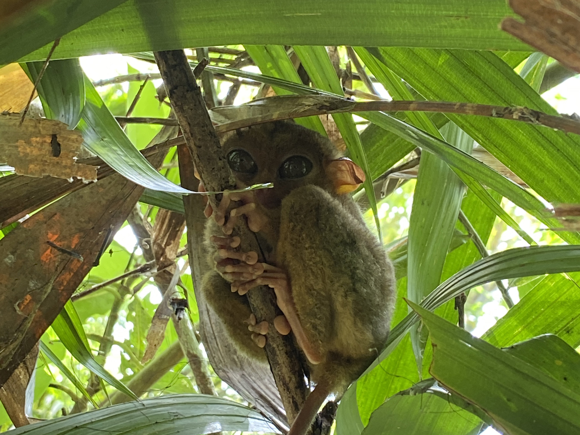 tarsier-corella-bohol